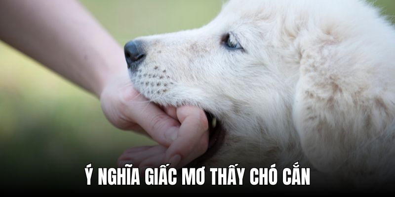Nằm mơ thấy chó cắn và các thông điệp thú vị