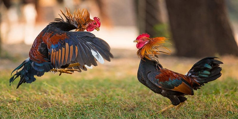 Tầm quan trọng của việc tìm địa chỉ cá cược đá gà tốt